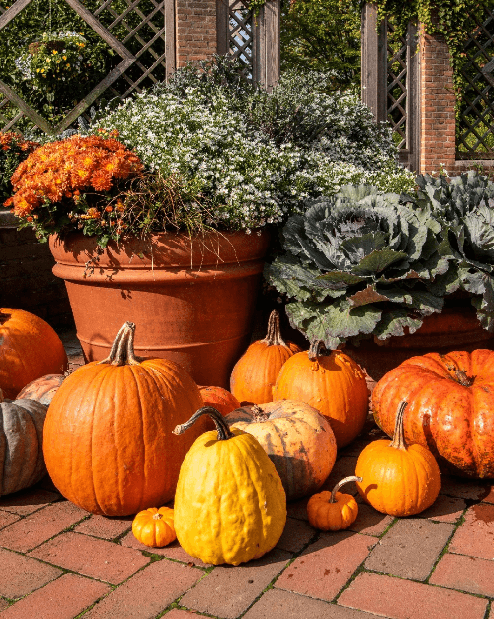 A group of different sized pumpkins sitting on a brick path by a large flower pot.