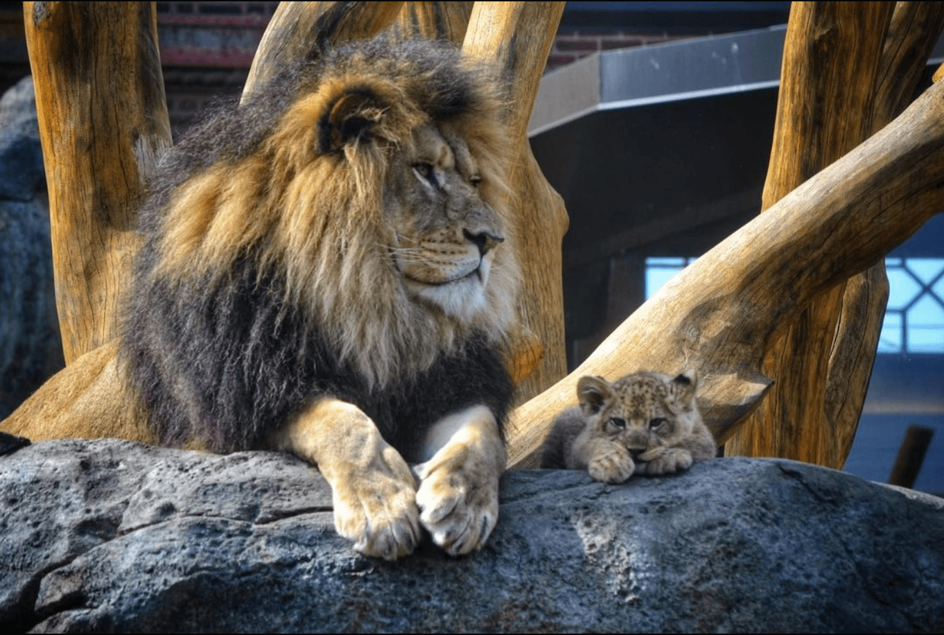 Lions at the Lincoln Park zoo, Chicago. Photo by lincolnparkzoo on Instagram.