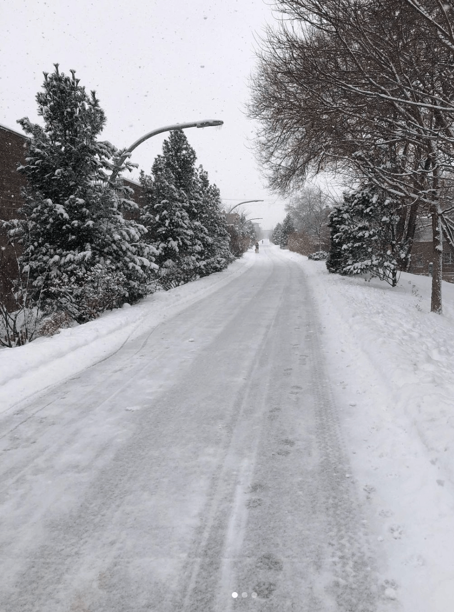 Photo of snow covered trees on the 606 Bloomington Trail in Chicago.